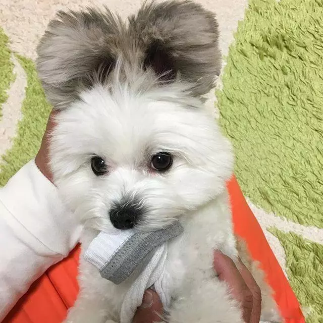 一隻侵略地球的大耳朵外星狗,我已經看穿了它的真面目