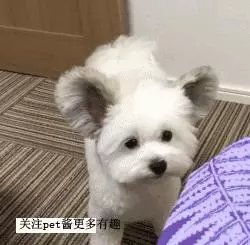 一隻侵略地球的大耳朵外星狗,我已經看穿了它的真面目