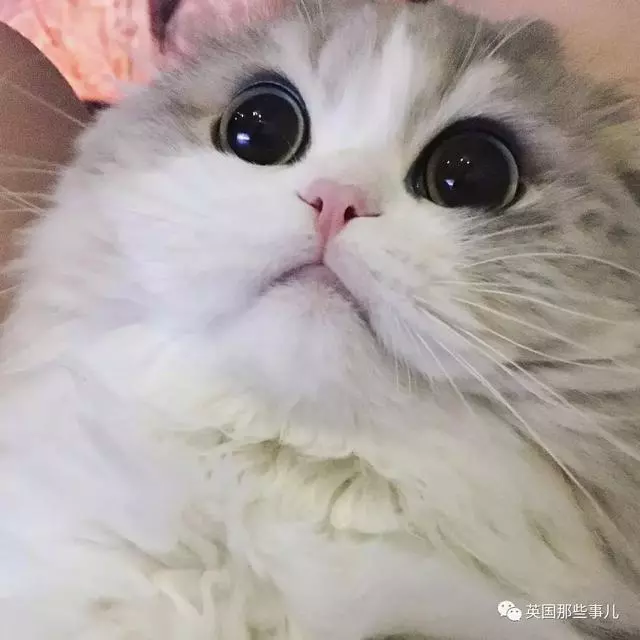 一對眼睛超級大大大的喵兄妹,哥哥高冷妹妹軟萌,簡直太可愛了啊啊啊