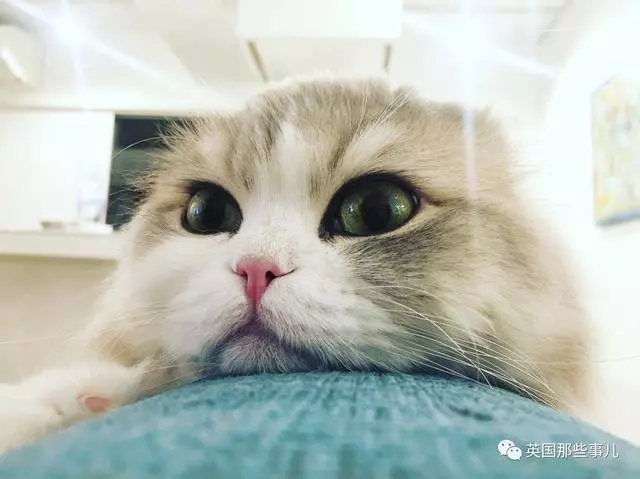一對眼睛超級大大大的喵兄妹,哥哥高冷妹妹軟萌,簡直太可愛了啊啊啊