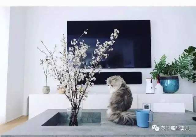 一對眼睛超級大大大的喵兄妹,哥哥高冷妹妹軟萌,簡直太可愛了啊啊啊