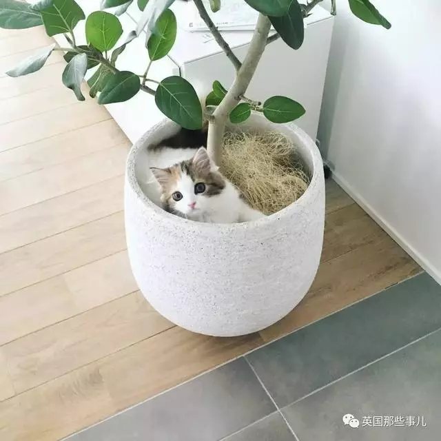 一對眼睛超級大大大的喵兄妹,哥哥高冷妹妹軟萌,簡直太可愛了啊啊啊