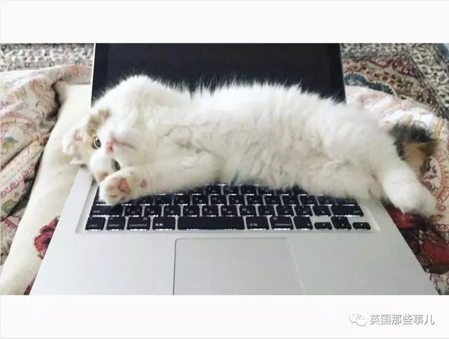 一對眼睛超級大大大的喵兄妹,哥哥高冷妹妹軟萌,簡直太可愛了啊啊啊