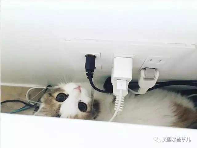 一對眼睛超級大大大的喵兄妹,哥哥高冷妹妹軟萌,簡直太可愛了啊啊啊