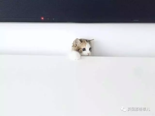 一對眼睛超級大大大的喵兄妹,哥哥高冷妹妹軟萌,簡直太可愛了啊啊啊