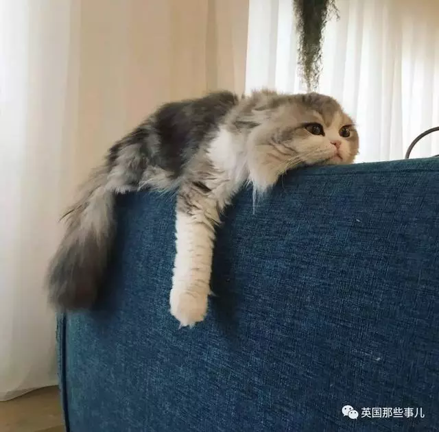 一對眼睛超級大大大的喵兄妹,哥哥高冷妹妹軟萌,簡直太可愛了啊啊啊