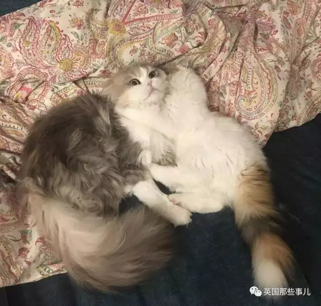 一對眼睛超級大大大的喵兄妹,哥哥高冷妹妹軟萌,簡直太可愛了啊啊啊