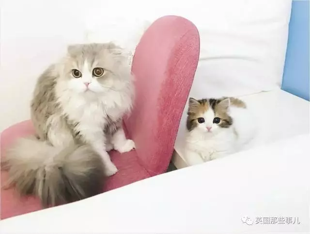 一對眼睛超級大大大的喵兄妹,哥哥高冷妹妹軟萌,簡直太可愛了啊啊啊