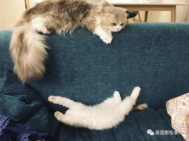 一對眼睛超級大大大的喵兄妹,哥哥高冷妹妹軟萌,簡直太可愛了啊啊啊