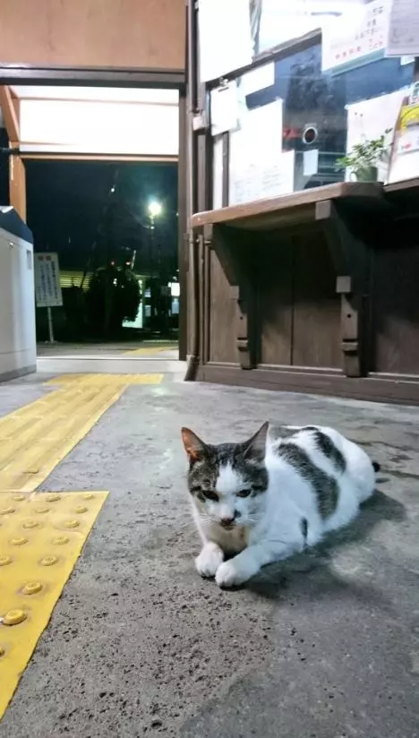 浪貓誤闖車廂「坐過站」怕怕　暖心車長「直接護送它回家」！