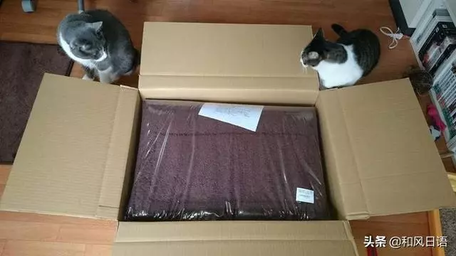 開心拆箱「主子的新床」!一見到「超奇葩使用方式」網笑:皇上好棒棒~