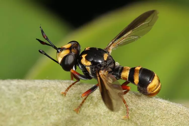 影/殭屍黃蜂?恐怖寄生物「從內部活吞宿主」 強行控制身體→自掘沈睡之地