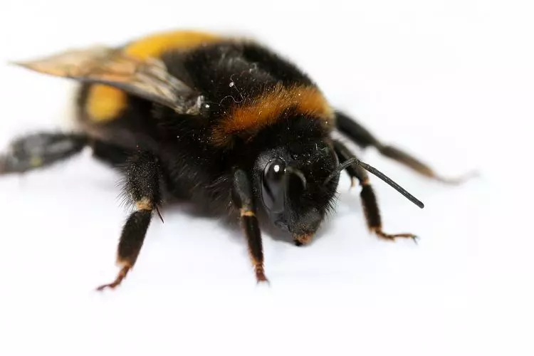 影/殭屍黃蜂?恐怖寄生物「從內部活吞宿主」 強行控制身體→自掘沈睡之地