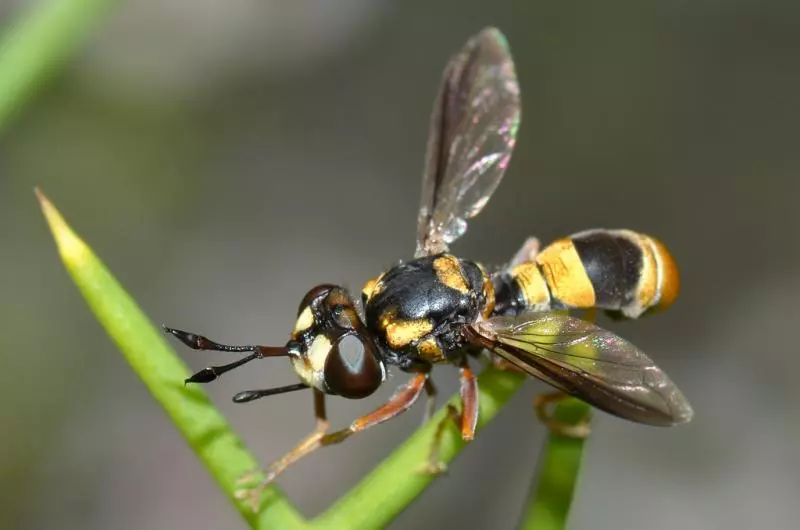 影/殭屍黃蜂?恐怖寄生物「從內部活吞宿主」 強行控制身體→自掘沈睡之地