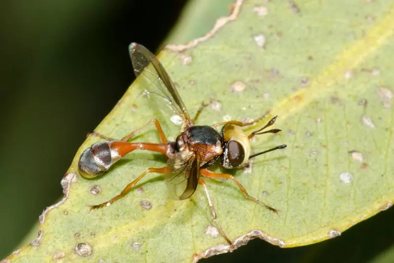 影/殭屍黃蜂?恐怖寄生物「從內部活吞宿主」 強行控制身體→自掘沈睡之地