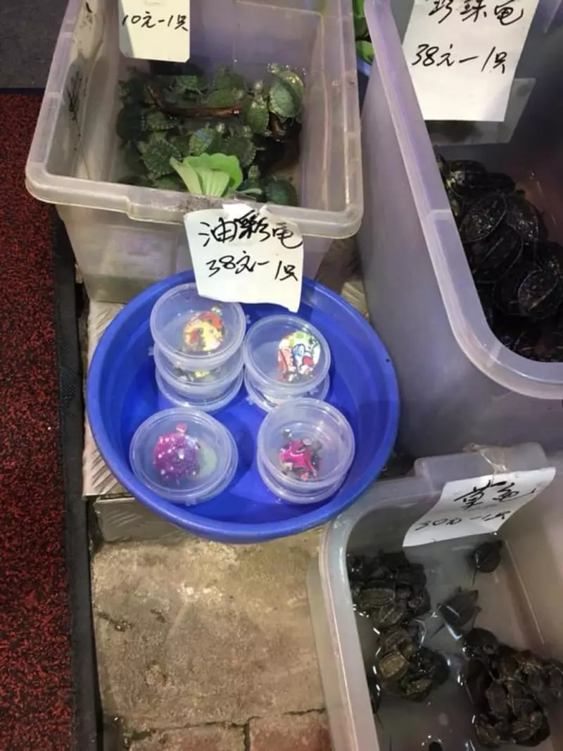 染色小雞不流行 中國整動物新花招「繽紛夜光烏龜」直接把龜殼漆成梵谷星空