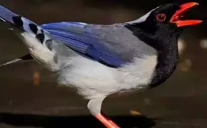 【性格命運測試】看看你的生日,測你的性格代表什麼鳥?做個測試吧!