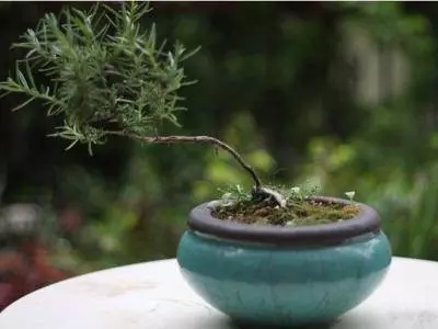 比茉莉花還香的「6種花卉」,種在陽台,滿屋子都飄香,還有藥用價值呢!