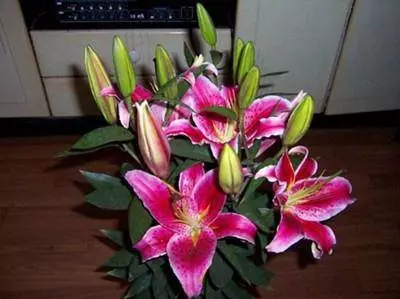 比茉莉花還香的「6種花卉」,種在陽台,滿屋子都飄香,還有藥用價值呢!