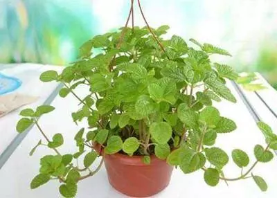比茉莉花還香的「6種花卉」,種在陽台,滿屋子都飄香,還有藥用價值呢!