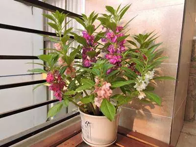 比茉莉花還香的「6種花卉」,種在陽台,滿屋子都飄香,還有藥用價值呢!