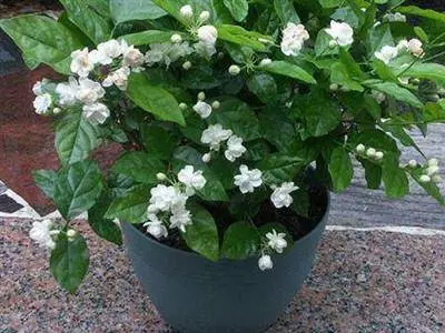 比茉莉花還香的「6種花卉」,種在陽台,滿屋子都飄香,還有藥用價值呢!