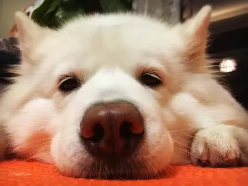 狗狗頭上長白頭髮了，狗狗為何未老先衰？這和日常的壓力有關