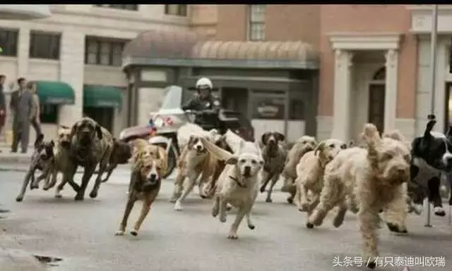 人被狗追的時候,為什麼人只要一蹲下狗就會跑?看完解開多年疑惑