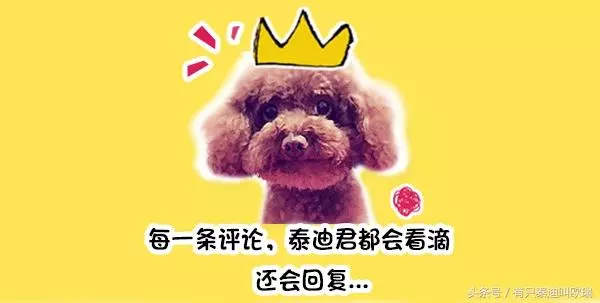 人被狗追的時候,為什麼人只要一蹲下狗就會跑?看完解開多年疑惑