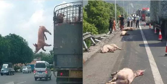 屠宰車上的大胖豬「不甘受死」竟在國道上跳車求生!沒想到最後,竟讓大家都看傻眼了....