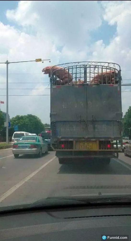 屠宰車上的大胖豬「不甘受死」竟在國道上跳車求生!沒想到最後,竟讓大家都看傻眼了....