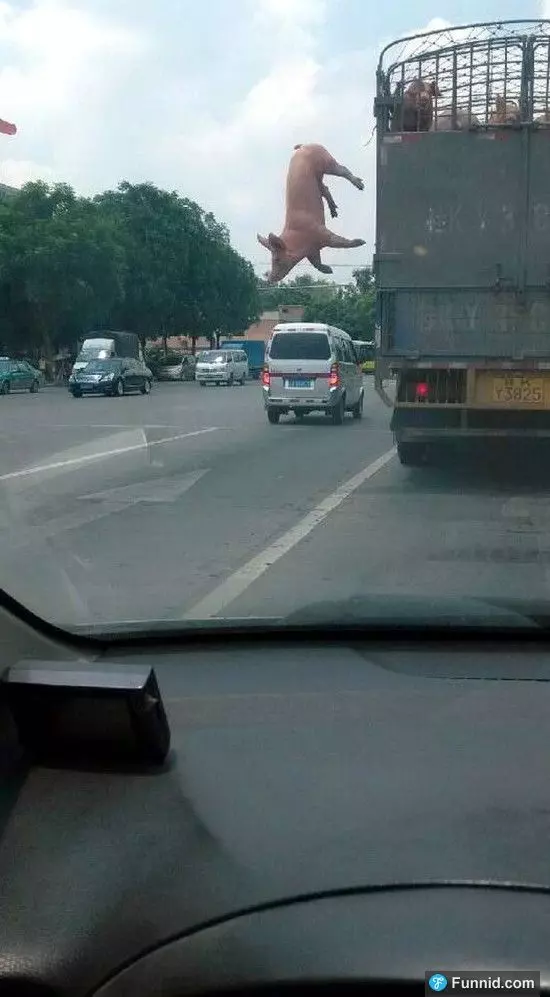 屠宰車上的大胖豬「不甘受死」竟在國道上跳車求生!沒想到最後,竟讓大家都看傻眼了....