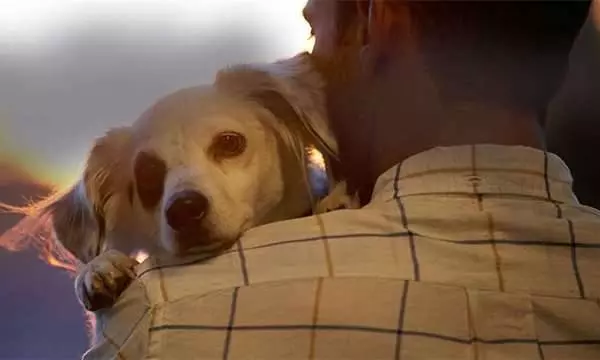 餓犬低頭狂吃,讓人看了都要噴淚,幾個月過去,蛻變小毛球,燦爛笑容萌翻大家