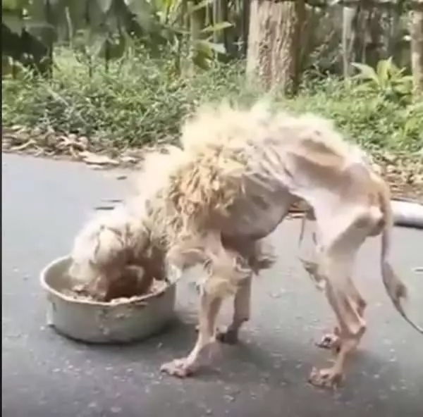 餓犬低頭狂吃,讓人看了都要噴淚,幾個月過去,蛻變小毛球,燦爛笑容萌翻大家