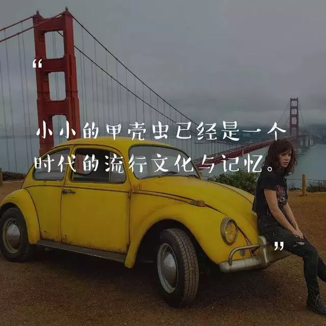 道理我都懂,但大黃蜂為什麼這麼萌?