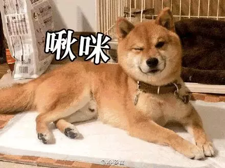 表情超有戲的柴柴被石獸咬住手手,臉部誇張表情完全戳中笑點啊!