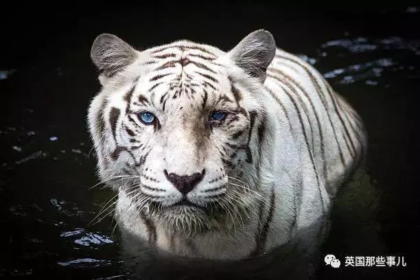 世界最丑白虎的故事終於曝光,滿是殘酷無奈的血淚現實……