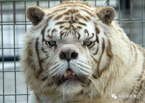 世界最丑白虎的故事終於曝光,滿是殘酷無奈的血淚現實……