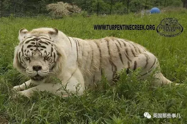 世界最丑白虎的故事終於曝光,滿是殘酷無奈的血淚現實……