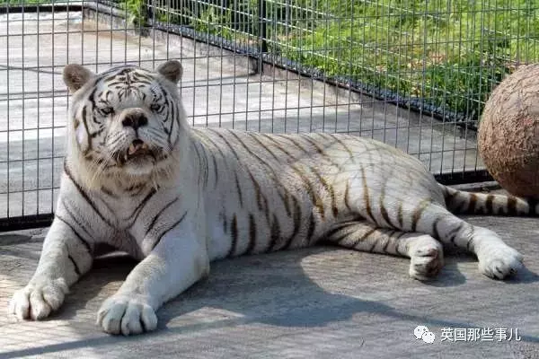世界最丑白虎的故事終於曝光,滿是殘酷無奈的血淚現實……