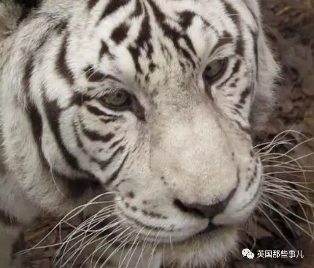 世界最丑白虎的故事終於曝光,滿是殘酷無奈的血淚現實……