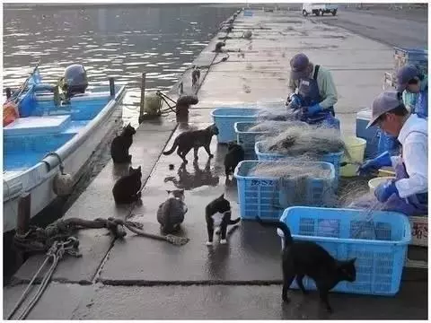 貓咪報恩救人感動全日本,這座貓島成貓奴們的世外桃源