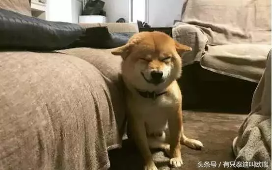 柴犬忽然邪魅一笑,主人找到原因又笑又哭
