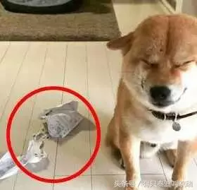 柴犬忽然邪魅一笑,主人找到原因又笑又哭