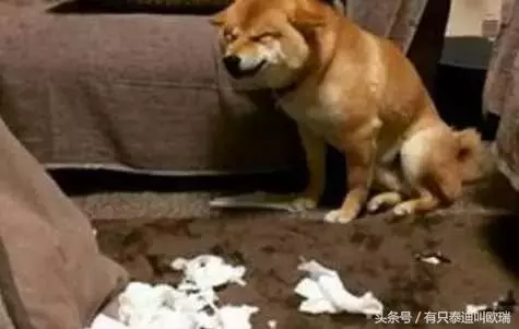 柴犬忽然邪魅一笑,主人找到原因又笑又哭