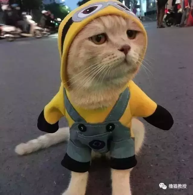 柴犬忽然邪魅一笑,主人找到原因又笑又哭