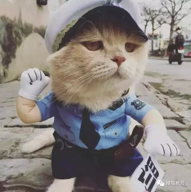 柴犬忽然邪魅一笑,主人找到原因又笑又哭