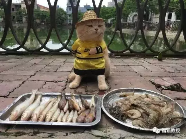 柴犬忽然邪魅一笑,主人找到原因又笑又哭