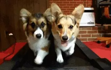 如果柯基是警犬,會發生什麼爆笑的事情呢(有片,超爆笑)