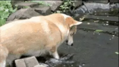 如果柯基是警犬,會發生什麼爆笑的事情呢(有片,超爆笑)